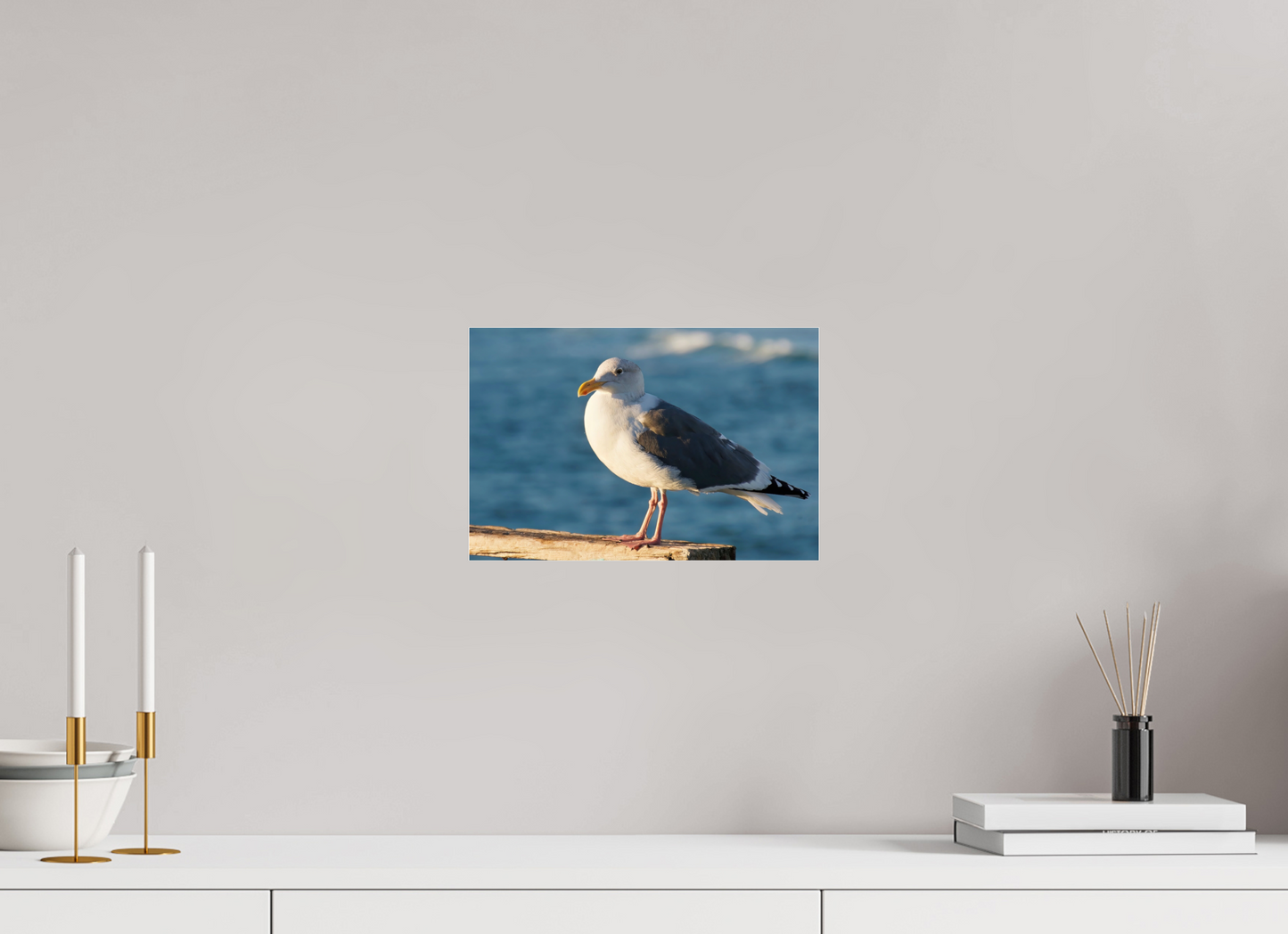 Admiral Gull - photo print under acrylic glass