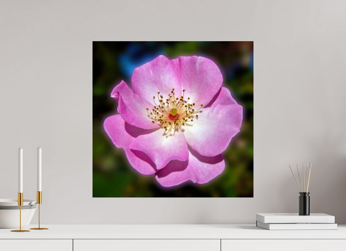 CalPoly Rose - photo print under acrylic glass
