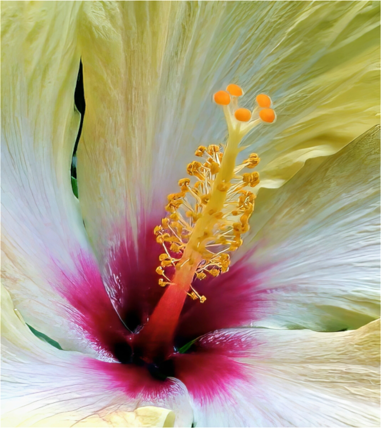 Phoenix Rising - photo print under acrylic glass
