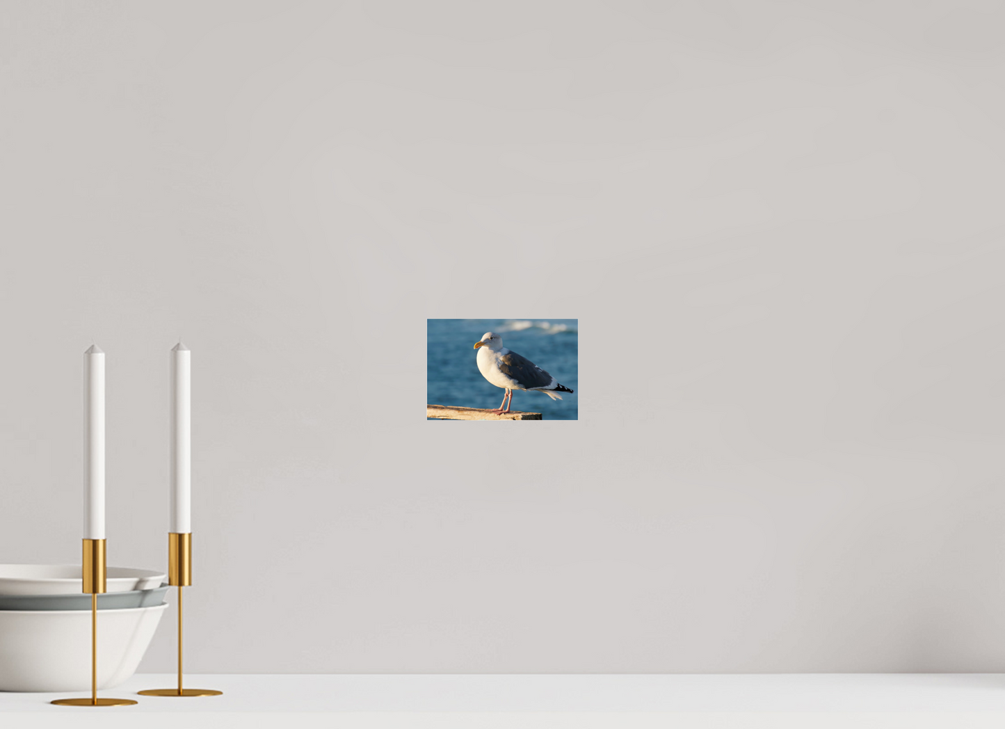 Admiral Gull - photo print under acrylic glass