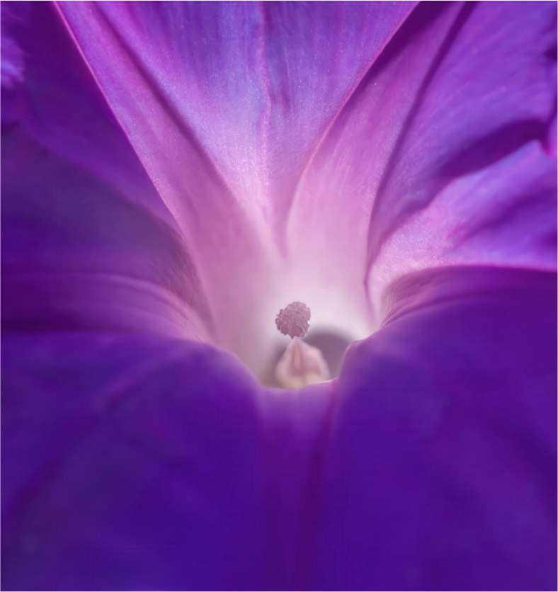 Purple Star - photo print under acrylic glass