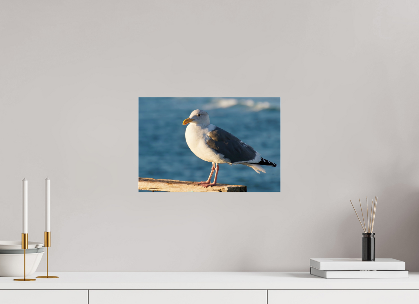 Admiral Gull - photo print under acrylic glass