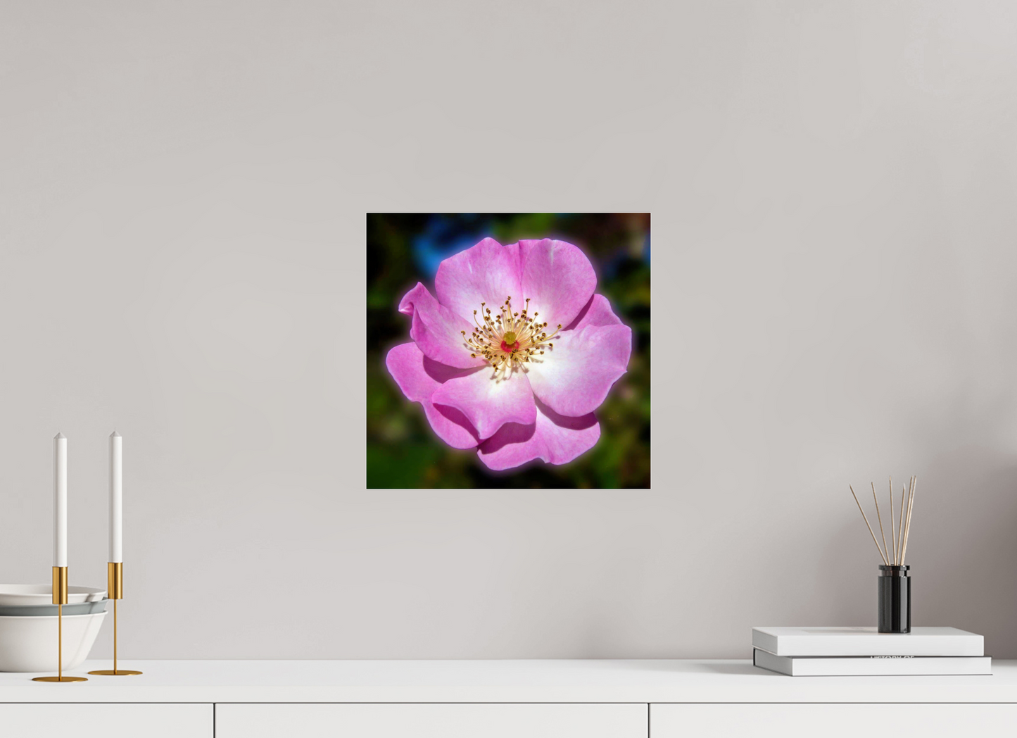 CalPoly Rose - photo print under acrylic glass