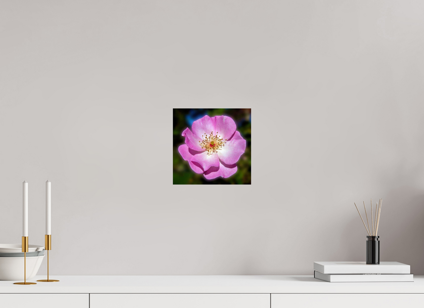 CalPoly Rose - photo print under acrylic glass