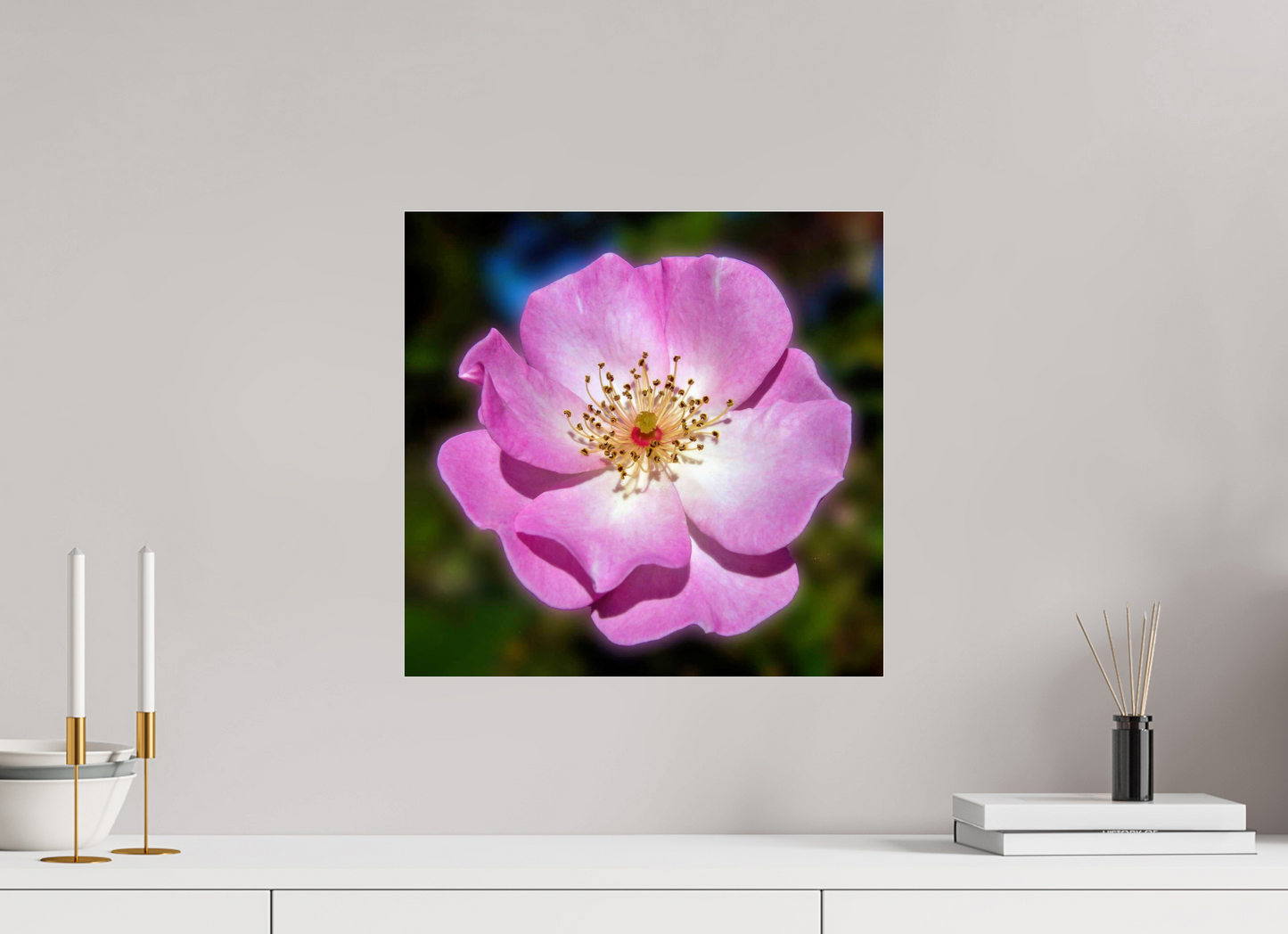 CalPoly Rose - photo print under acrylic glass