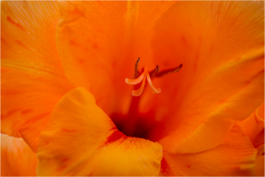 Peachy - photo print under acrylic glass