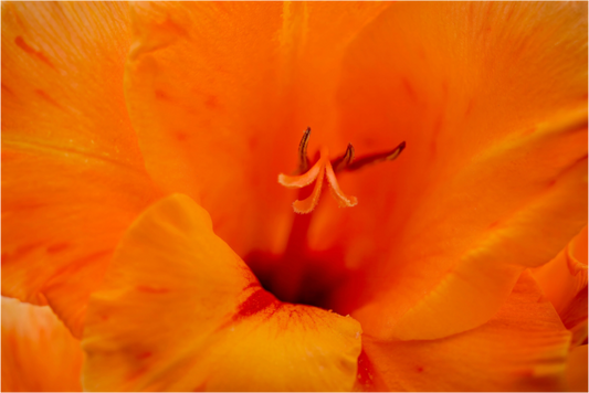 Peachy - photo print under acrylic glass