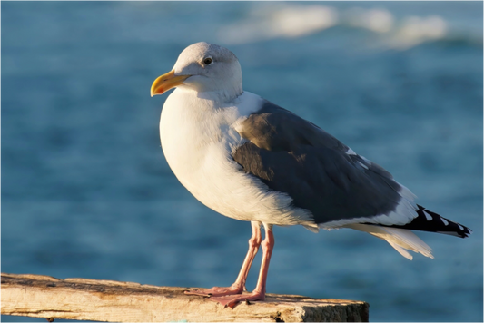 Admiral Gull - photo print under acrylic glass