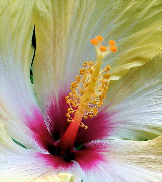 Phoenix Rising - photo print under acrylic glass