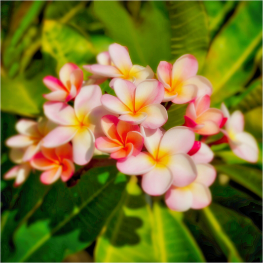 Kauai - photo print under acrylic glass
