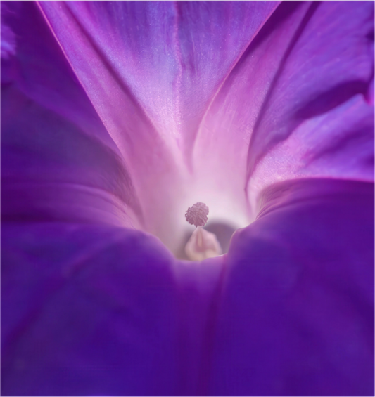 Purple Star - photo print under acrylic glass