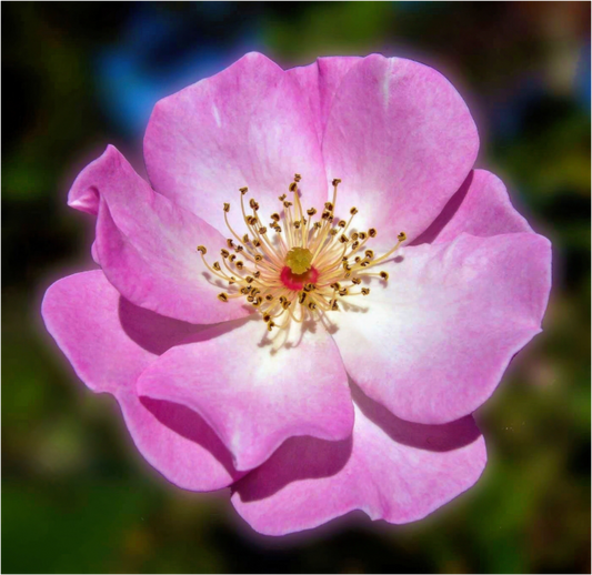 CalPoly Rose - photo print under acrylic glass