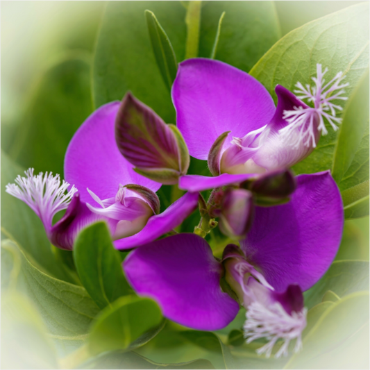 Tranquility - photo print under acrylic glass