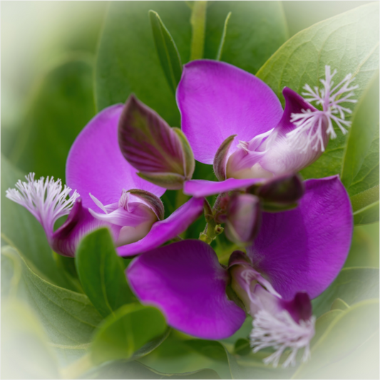 Tranquility - photo print under acrylic glass